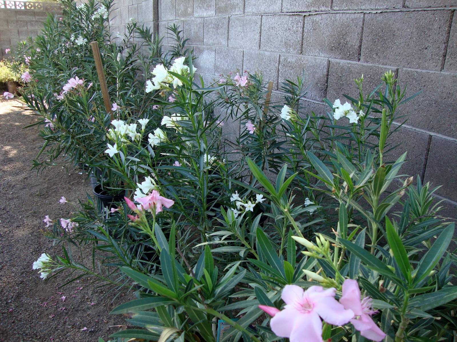 danger garden: Desert Gardens Nursery, Phoenix, AZ...