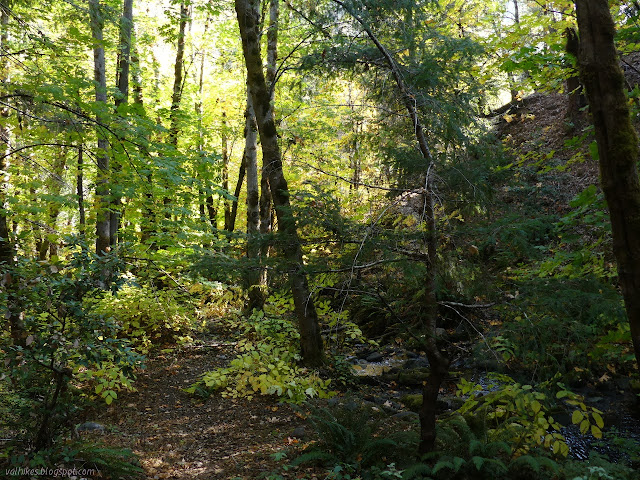 creek beside a trail