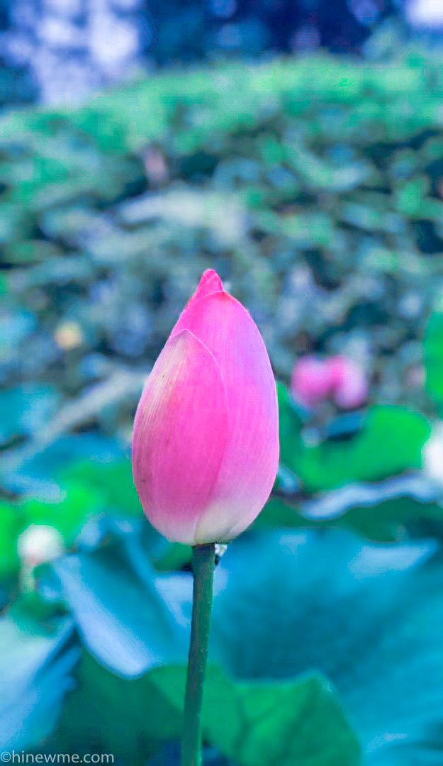 26+ Lotus flower photograph, and 6 tips