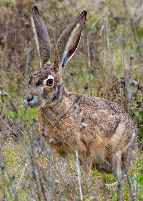 Black haired Jack Rabbit, true hare, bunny, California, Sacramento national Wildlife Refuge