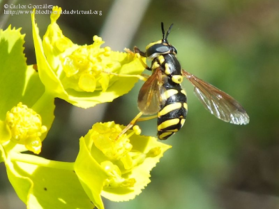 http://www.biodiversidadvirtual.org/insectarium/Chrysotoxum-intermedium-%28Meigen-1822%29-img687088.html