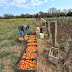  Productores paipperos entregaron más de 2.500 kilos de tomate destinados al Plan Nutrir 