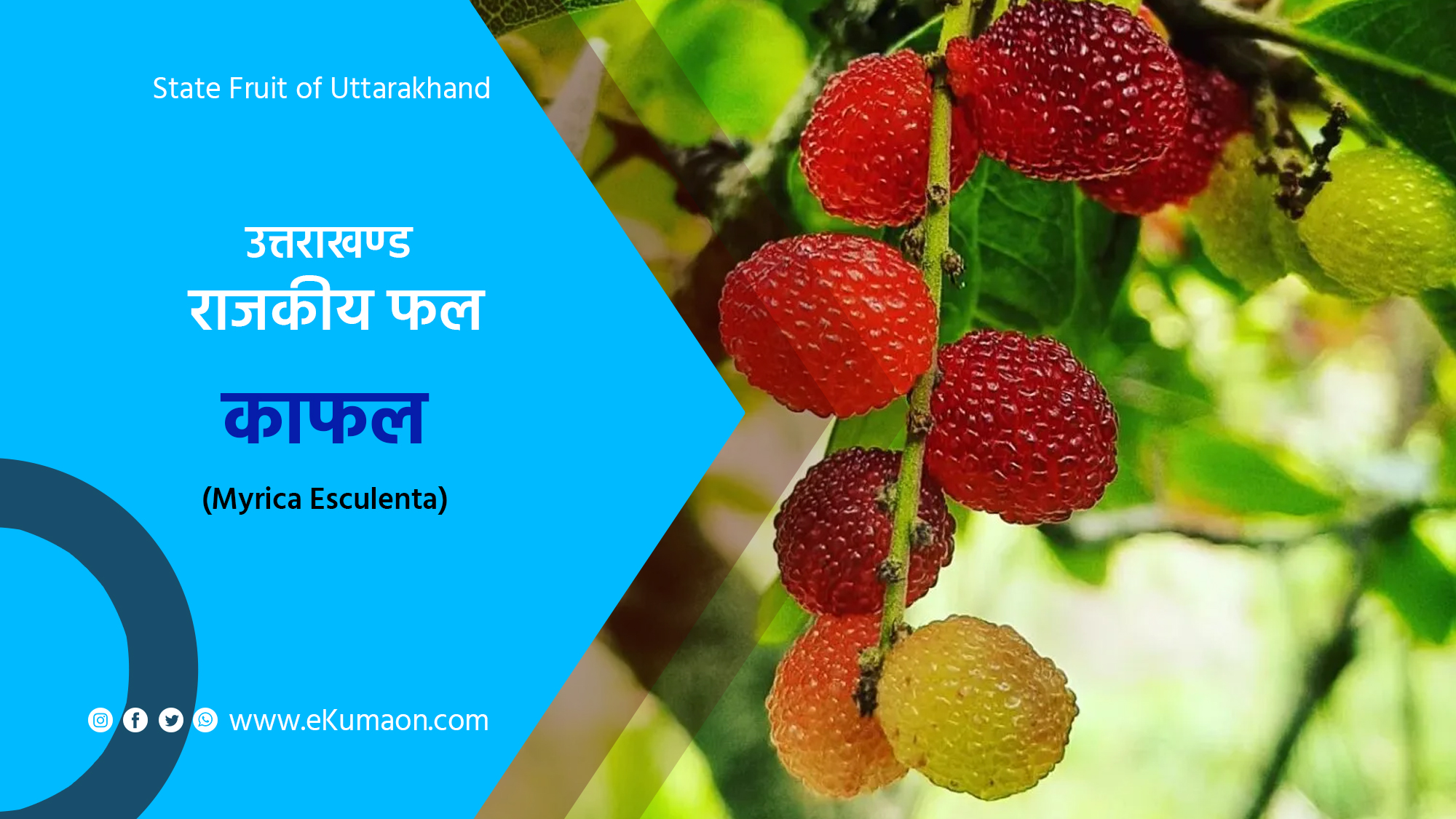 State Fruit of Uttarakhand