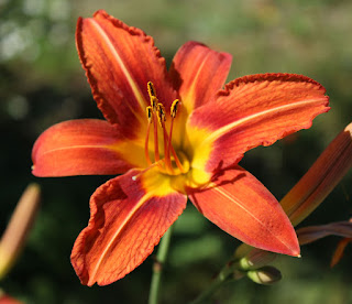 This flower is waiting for its bee with a huge load of pollen