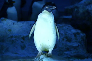 Adelie penguin