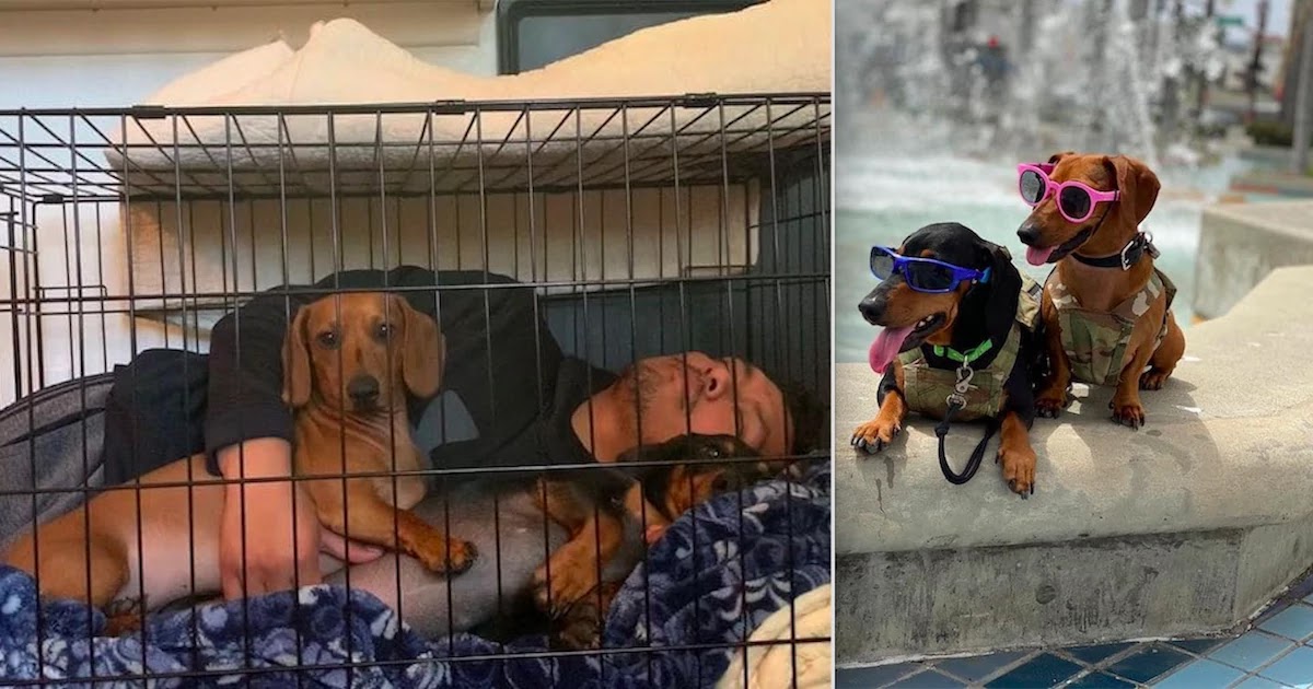 These Dogs Are Delivering Parcels For FedEx – Look At How Happy They Are To Be Helping!