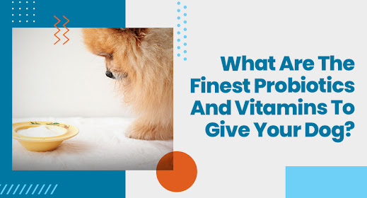 best dog vitamin