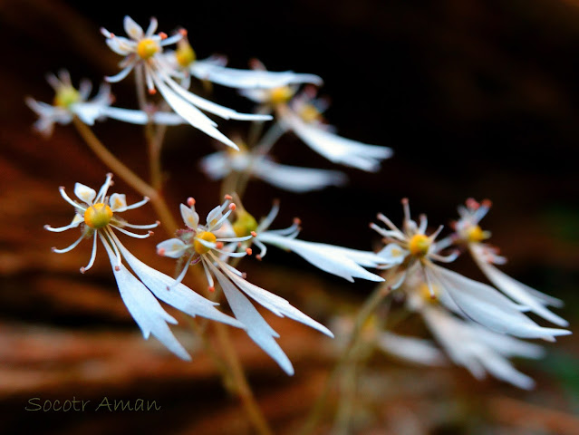 Saxifraga cortusaefolia