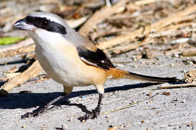 Long-tailed Shrike