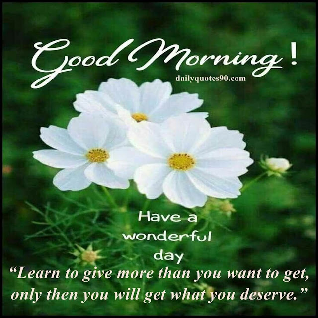 white daisy,50+ Best Wednesday Good Morning quotes, wishes, messages with images.