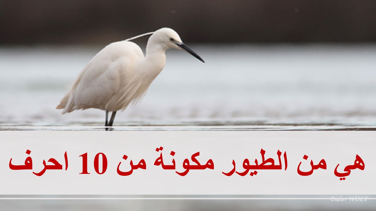 كلمة السر هي من الطيور مكونة من 10 احرف