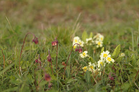 wildflowers in the woods in spring Norfolk