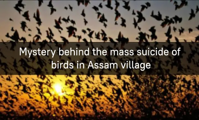Mystery behind the mass suicide of birds in Assam village