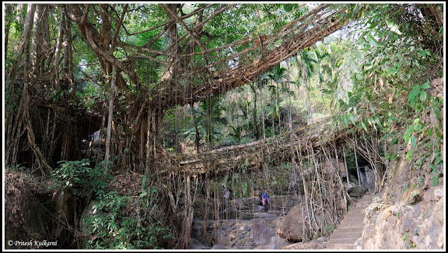 Double Decker Live Root Bridge, Nongriat