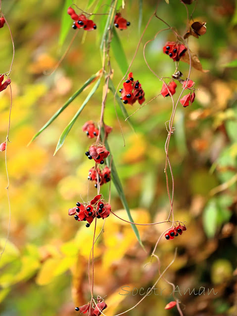 Rhynchosia acuminatifolia