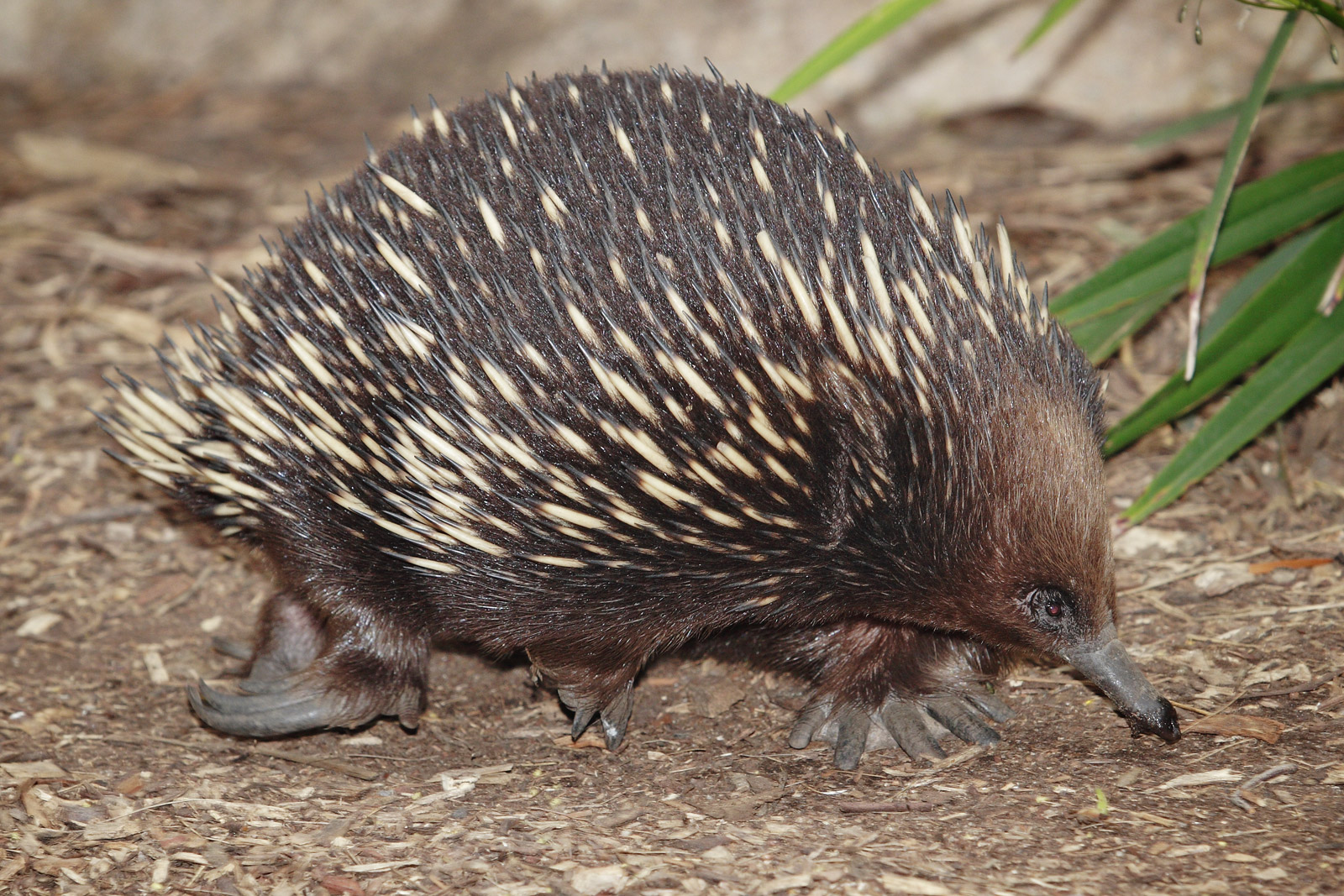 ENCYCLOPEDIA OF ANIMAL FACTS  AND PICTURES ECHIDNA 