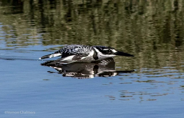 Low flying Pied Kingfisher crashing into the Diep River - Image 1