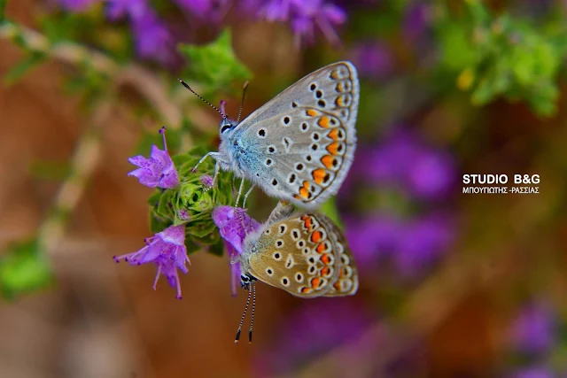 Η φωτογραφια της ημέρας: Τα ερωτικά σκιρτήματα της πεταλούδας