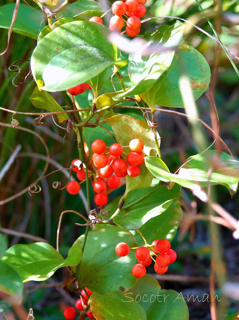 Smilax china