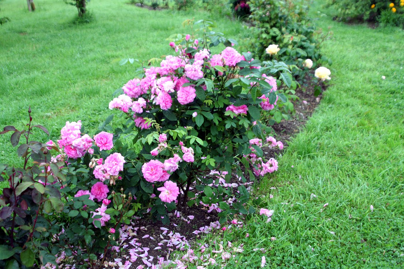 This Pink Rose Bush Hasn't