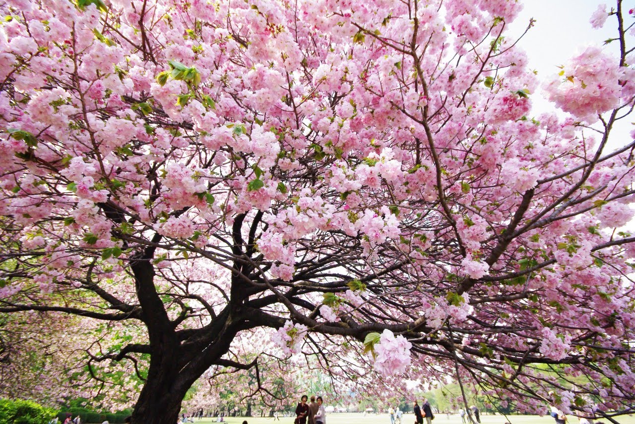 clouds of cherry-blossoms