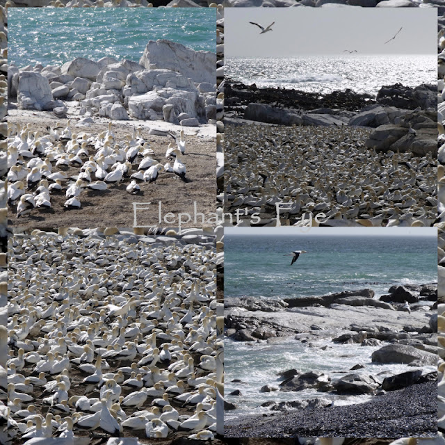 Cape gannets at Bird Island