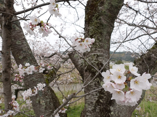 鳥取県西伯郡南部町法勝寺　八分咲きの桜