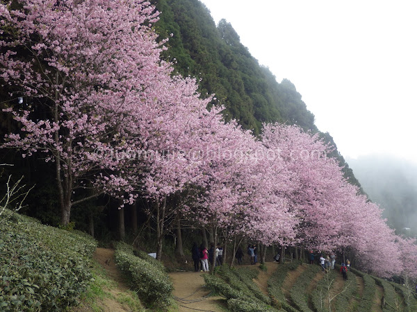 Forest Hill Farm cherry blossoms