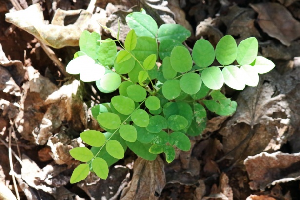 para que sirve la planta moringa