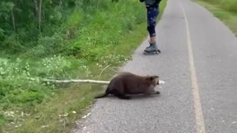 This busy beaver doesn't care about road Ilines or road signs - he has work to do! Priceless!