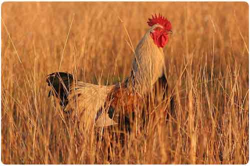Peticiones especiales: 22 fotografías de gallos o roosters
