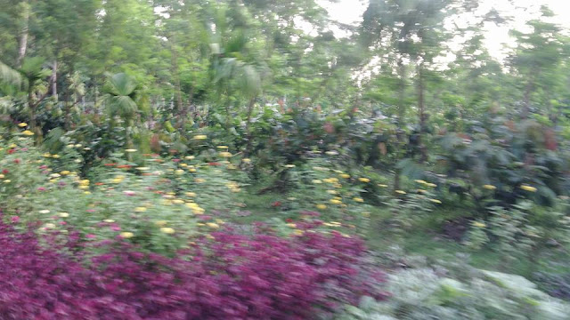 KEBUN RENTENG, Taman Sains dan Teknologi Kopi dan Kakao  wisata kebun keluarga Jember Jawa Timur