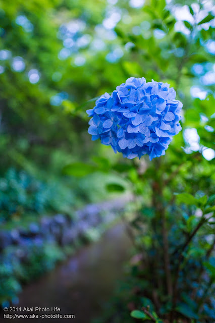 紫陽花