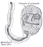 Bulboid corpuscle