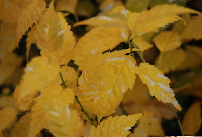 Kerria japonica 'Fubuki-Nishiki'