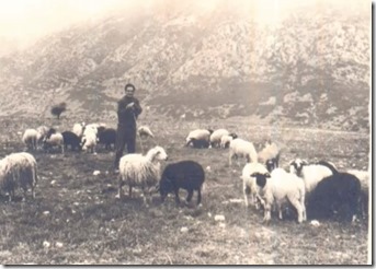Κώστας Μάρκος - Τούρκος , με  τα  πρόβατά  του  κάπου  στο  Σταυρό