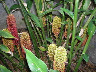 Shampoo ginger, La Ceiba, Honduras