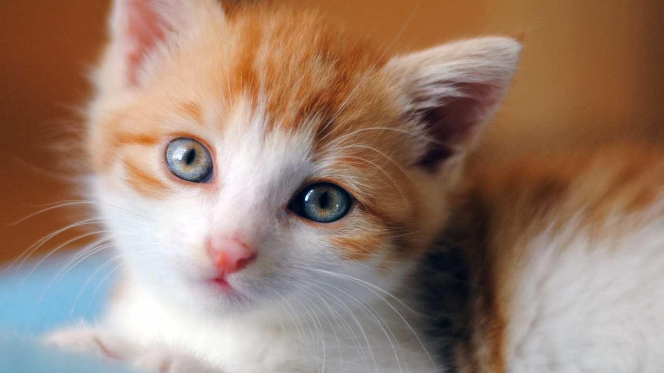   Download Wallpaper Kucing Lucu  Imut dan Menggemaskan