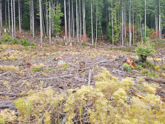 plinking in oregon recreational shooting