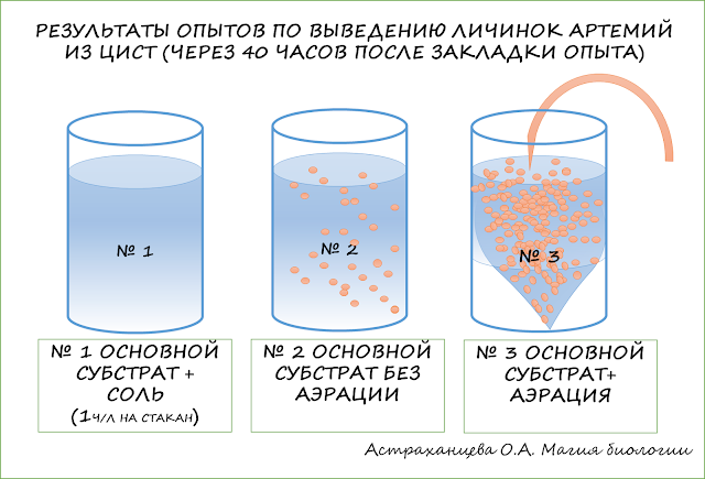 opyty-s-vyvedeniem-rachkov-artemij-magiya-biologii