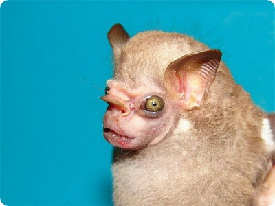 The Strangest and Rarest Animals in the World