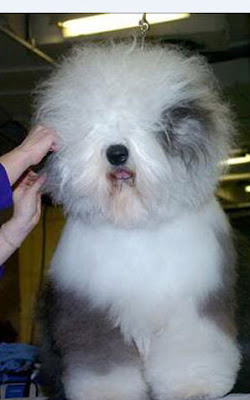 Dogs Hair Cuts Style on Pics Obsession  Funny Dog Hair Cuts