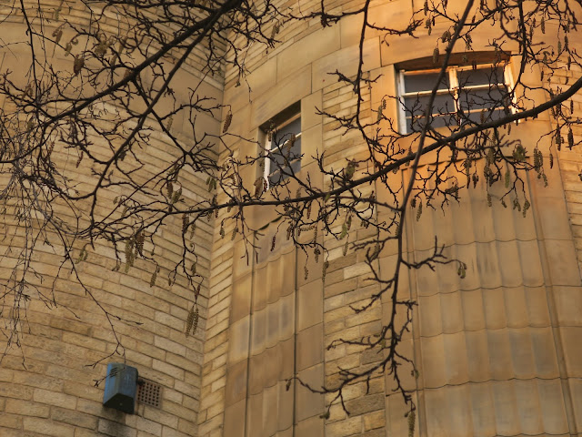 Catkins of an alder in front of a stone building in the golden light of evening.