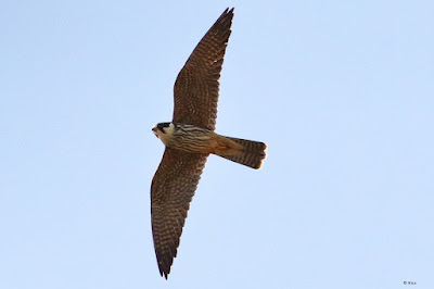 ""Eurasian Hobby - Falco subbuteo, winter visitor gracing the Abu sky."