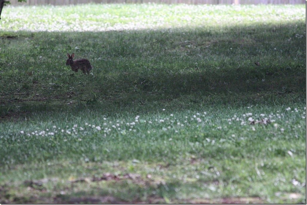 IMG_3978 IMG_3978