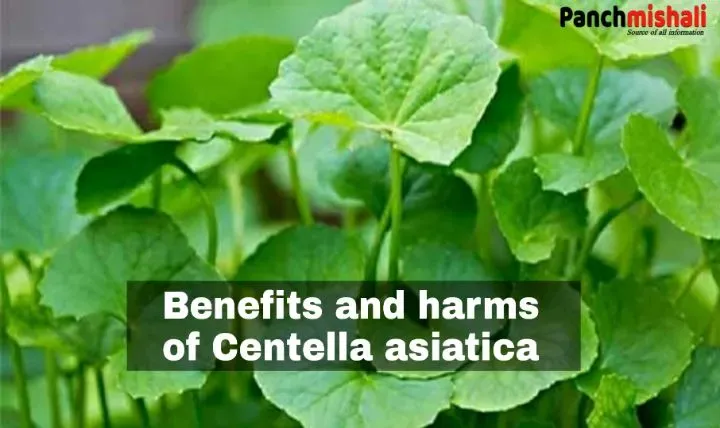 Benefits and harms of Centella asiatica leaves