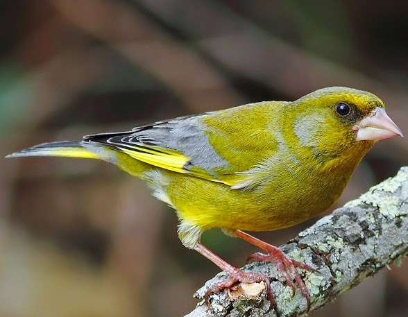 mp3 Suara burung greenfinch