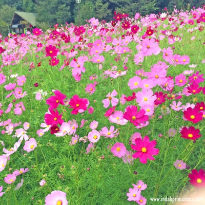 cosmos flower, festival cosmos, bunga cosmos