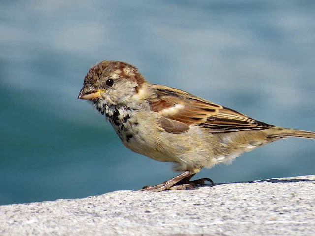 Passerotto, molo Elba, porto di Livorno