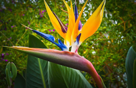 Museu Casa de Portinari promove Feira de Orquídeas e Suculentas